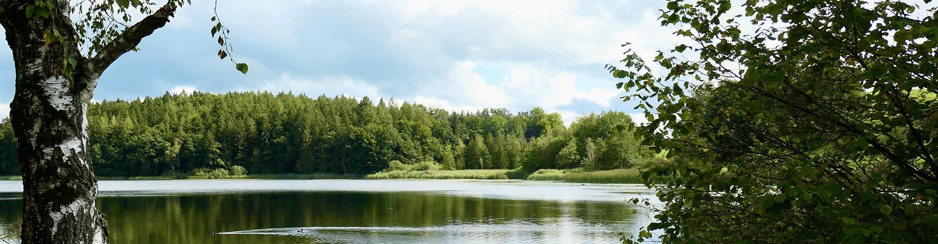 Wuhrmühleweiher Kißlegg (c) Carmen Rieger Blick auf einen See mit gegenüberliegendem Ufer, links und rechts im Vordergrund Vegetation, frühsommerliche Stimmung.