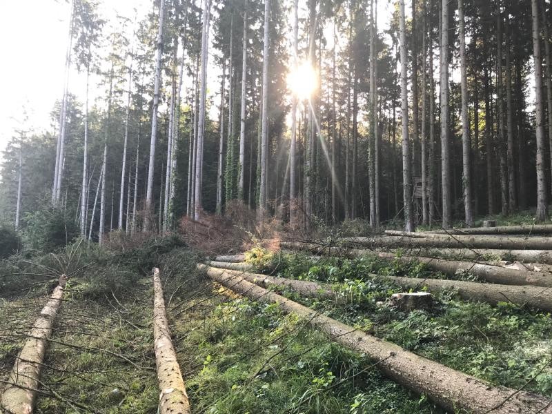 abgeholzte Bäume an einem Waldstück. Im Hintergrund durch die noch stehenden Bäume scheinende Sonne.