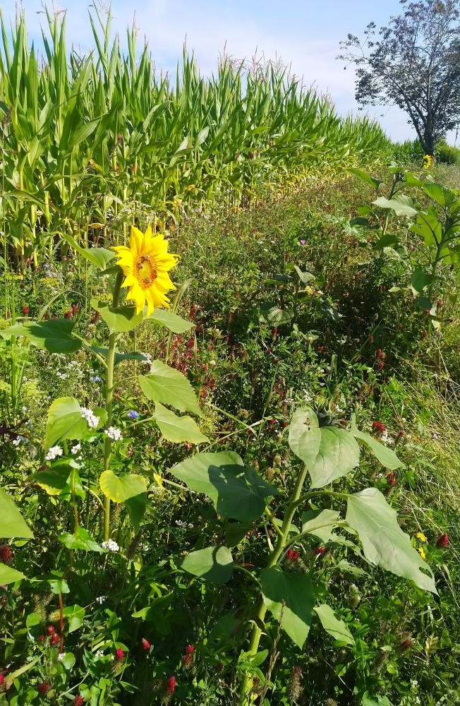 Entlang des Randes eines sommerlichen Maisfeldes verläuft ein Streifen mit verschiedenen angepflanzten Blühpflanzen. Im Vordergrund ist beispielsweise eine blühende Sonnenblume zu erkennen