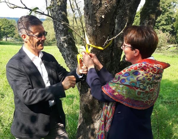Zwei Personen binden an einen Obstbaum ein gelbes Band