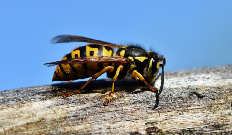 Wespen und Hornissen Wespe, die auf einem Holzast sitzt. Hintergrund ist himmelblau.